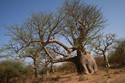 Photo - Le baobab-éléphant du parc de Bandia