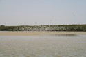 Photo - La Somone,  lagune bordée de palétuviers