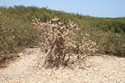 Photo - La Somone - Coquillages percés sur le baobab nain
