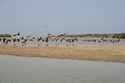 Photo - La lagune de La Somone  - Envolée des grands cormorans