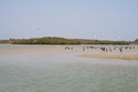 Photo - La lagune de La Somone  - Aigrettes et grands cormorans