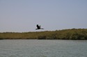 Photo - La lagune de La Somone  - Envolée d'un grand cormoran