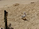 Photo - La petite côte - Pélican gris