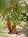 Photo - La petite côte -  Régime de bananes