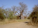 Photo - Baobab-éléphant du parc de Bandia
