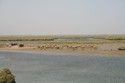 Photo - Fadiouth, l'ile aux coquillages  - La mangrove
