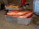 Photo - Port de pêche de Mbour - Mérous rouges
