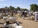 Photo - Marché de brousse - Vente de bétail