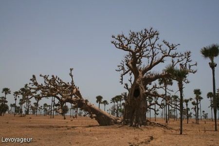 Photo - La route de la Somone - Baobab araigné