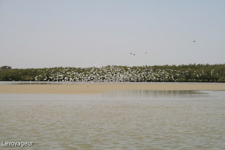 Photo - La Somone,  lagune bordée de palétuviers