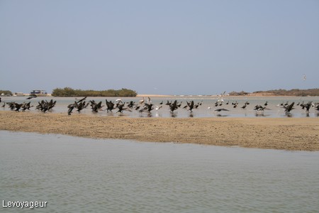 Photo - Colonie de cormorans - Réserve ornithologique de la Somone