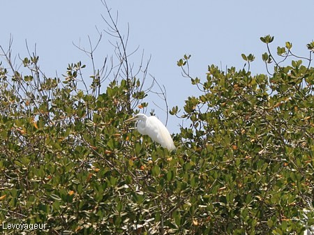 Photo - Héron garde boeufs dans la mangrove de la Somone
