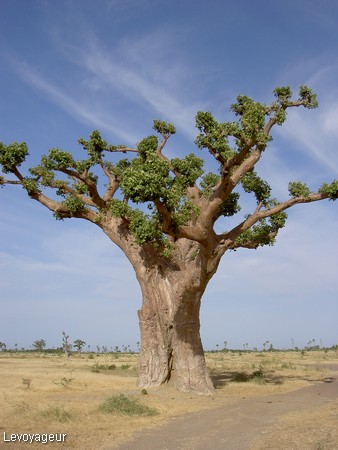 Photo - L'emblème du Sénégal, le baobab