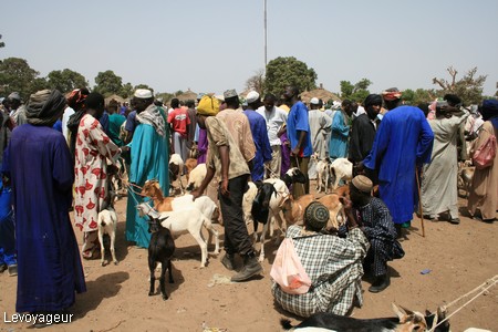 Photo - Un marché Africain - Vente de bétail