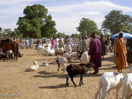 Photo - Village de brousse - Vente de chèvres au marché hebdomadaire