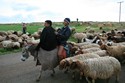 Photo - Jeunes bergers près du  site archéologique  d'Apamée