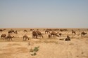 Photo - Le désert Syrien