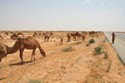 Photo - Troupeaux de dromadaires dans l'immensité du désert