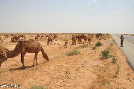 Photo - Troupeaux de dromadaires dans l'immensité du désert