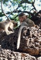 Photo - Lopburi - Nombreux singes dans l'enceinte des ruines
