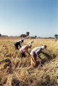 Photo - Récolte du Riz - Récolte principale entre les mois de décembre à février
