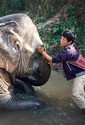 Photo - Environs de Chiang Mai - Camp d'entrainement des éléphants