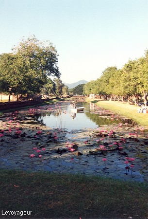 Photo - Fleurs de lotus sur le grand lac - Parc historique de Sukhothai