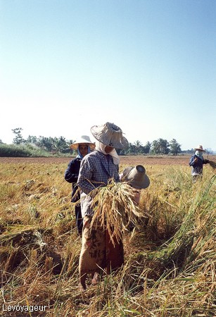 Photo - Récolte du riz - Récolte principale entre les mois de décembre et Février