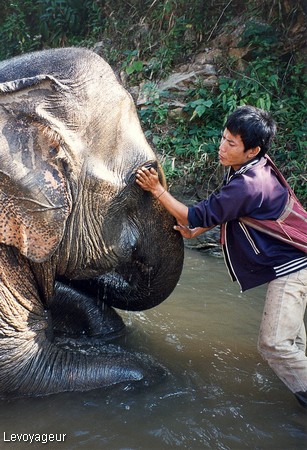 Photo - Environs de Chiang Mai - Camp d'entrainement des éléphants