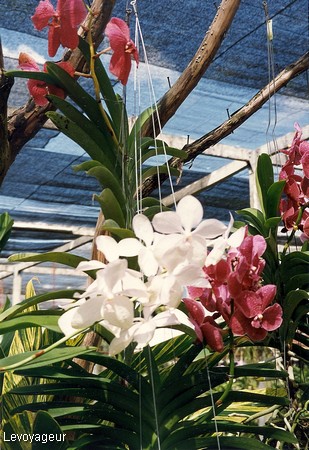 Photo - Chiang Mai - La ferme aux orchidées